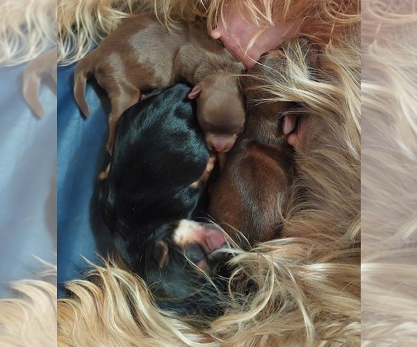 Medium Photo #56  Breeder Profile in SCOTTSDALE, AZ, USA