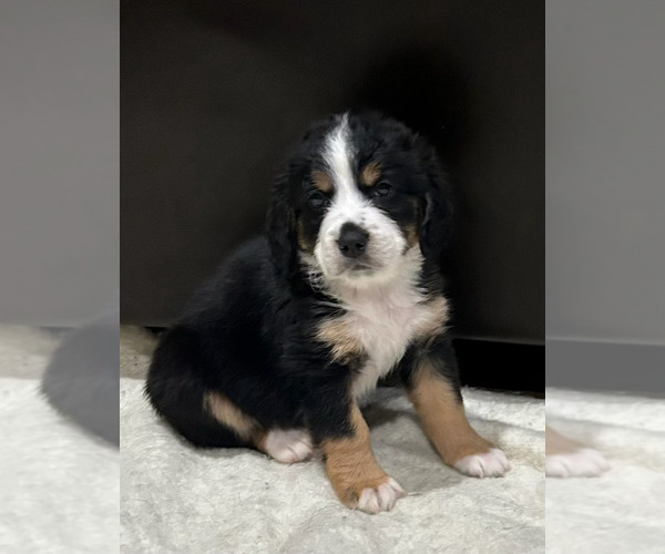 Medium Photo #10  Breeder Profile in LONGMONT, CO, USA