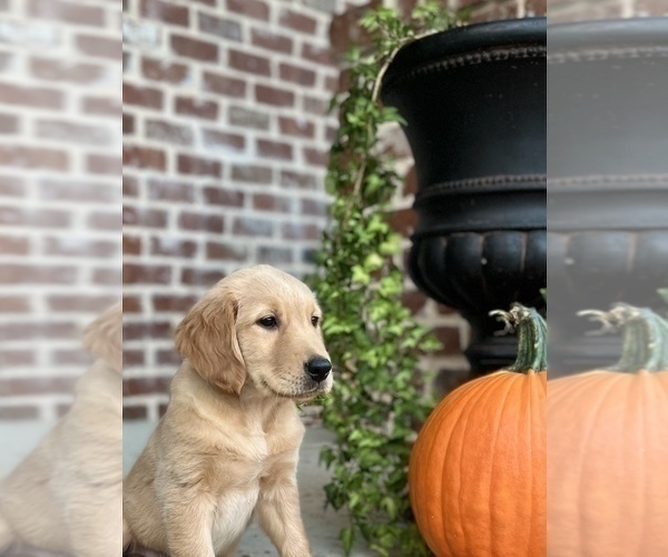 Medium Photo #14  Breeder Profile in SUWANEE, GA, USA