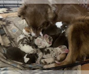 Australian Shepherd Dog Breeder near WOONSOCKET, RI, USA