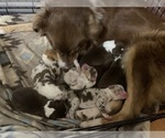 Small breeder photo