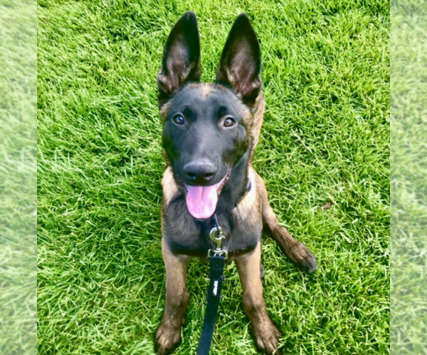 Medium Photo #1  Breeder Profile in LAS VEGAS, NV, USA