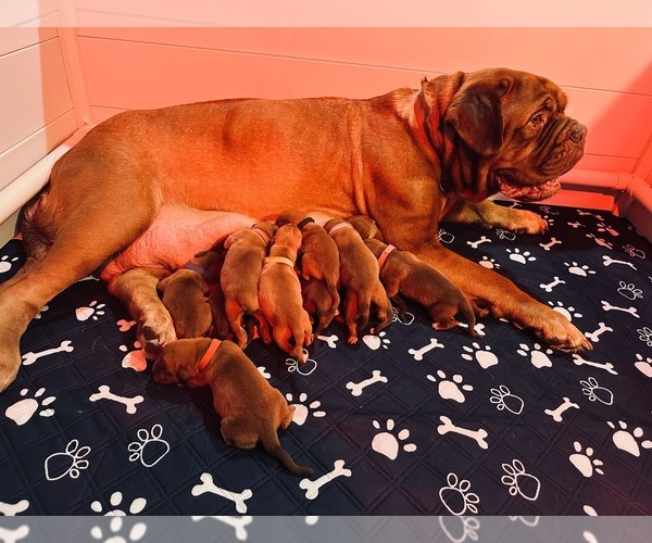 Medium Photo #1  Breeder Profile in CINCINNATI, OH, USA