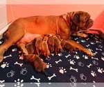 Small breeder photo