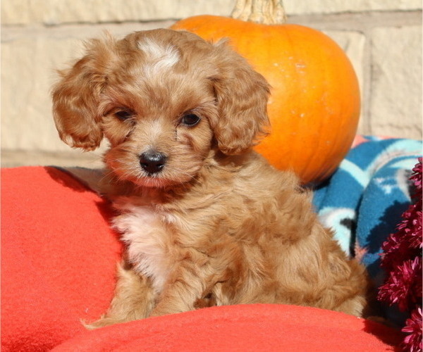 Medium Photo #4  Breeder Profile in THORP, WI, USA