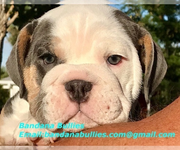 Medium Photo #24  Breeder Profile in KEENESBURG, CO, USA