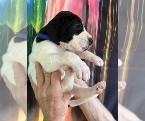 Medium Photo #11  Breeder Profile in ORR, MN, USA