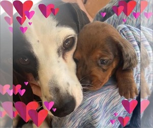 Dachshund Dog Breeder near MARTIN, TN, USA
