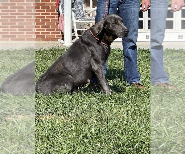 Medium Photo #10  Breeder Profile in NEOLA, WV, USA