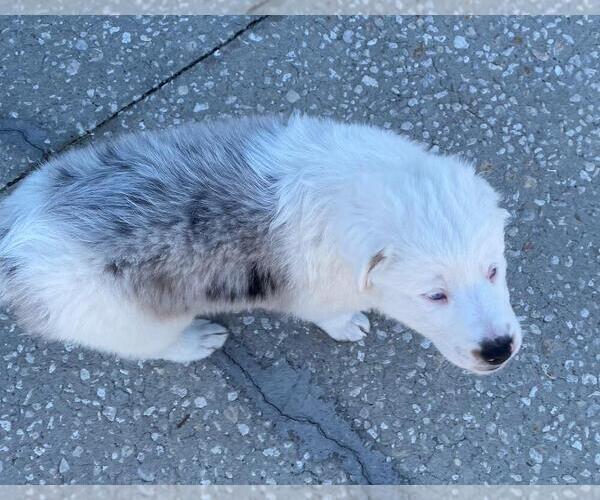 Medium Photo #7  Breeder Profile in CLERMONT, FL, USA