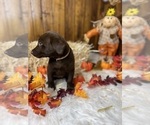 Small #74 Breeder Profile image