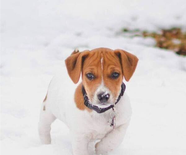 Medium Photo #6  Breeder Profile in KINGSVILLE, MO, USA