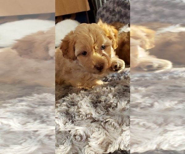Medium Photo #13  Breeder Profile in LEBANON, OR, USA