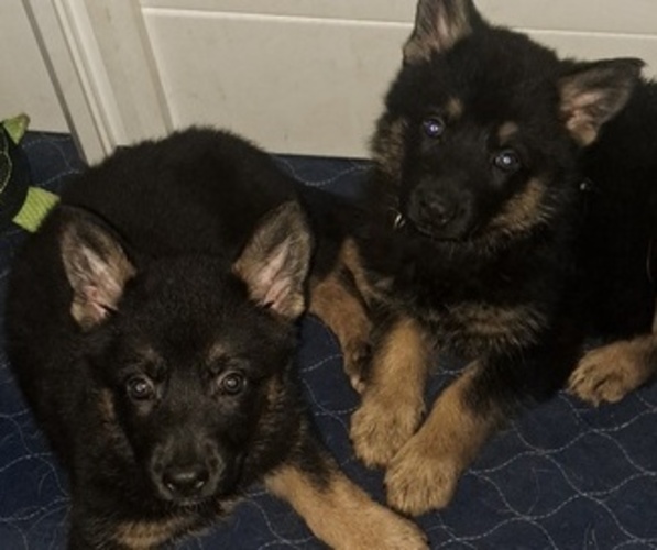 Medium Photo #1  Breeder Profile in SHORTSVILLE, NY, USA