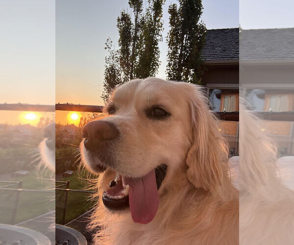 Medium Photo #7  Breeder Profile in Aylmer, Ontario, Canada