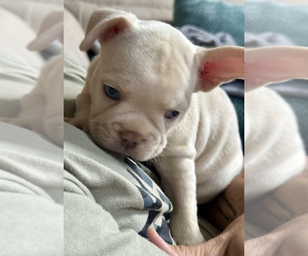 Medium Photo #1  Breeder Profile in JACKSONVILLE, FL, USA