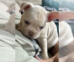 Small breeder photo