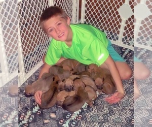 Rhodesian Ridgeback Dog Breeder near ALBA, TX, USA