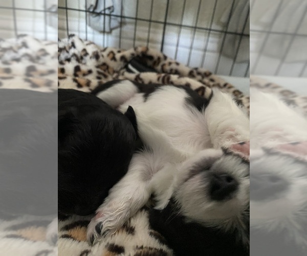 Medium Photo #1  Breeder Profile in CRESCENT CITY, CA, USA