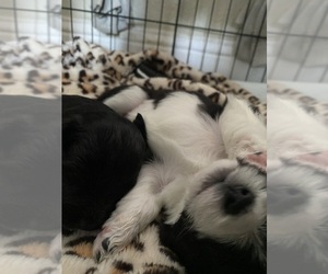 Goldendoodle-Pembroke Welsh Corgi Mix Dog Breeder near CRESCENT CITY, CA, USA