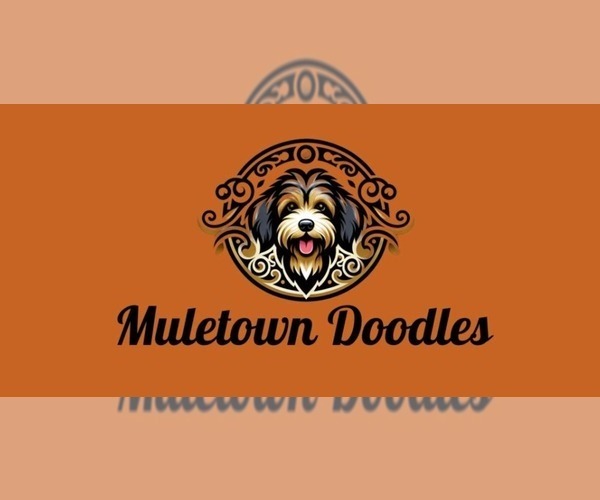 Medium Photo #1  Breeder Profile in COLUMBIA, TN, USA