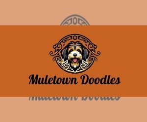 Aussiedoodle Dog Breeder in COLUMBIA,  USA