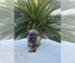 Small Photo #7  Breeder Profile in FRESNO, CA, USA