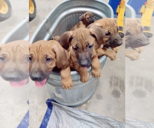 Medium Photo #8  Breeder Profile in ALBA, TX, USA