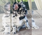 Small breeder photo