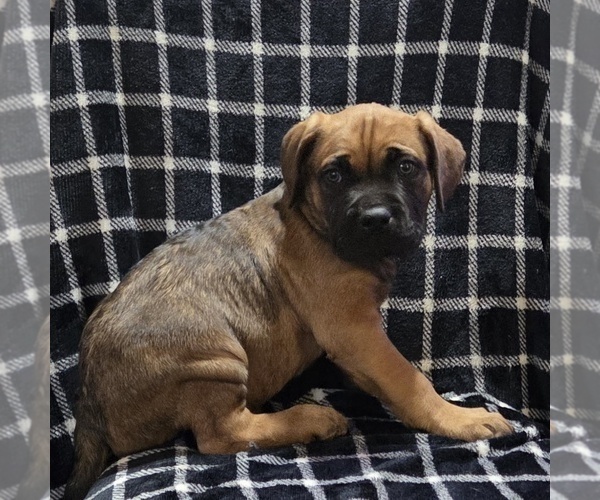Medium Photo #12  Breeder Profile in MOUNT WASHINGTON, KY, USA