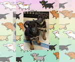 Small breeder photo