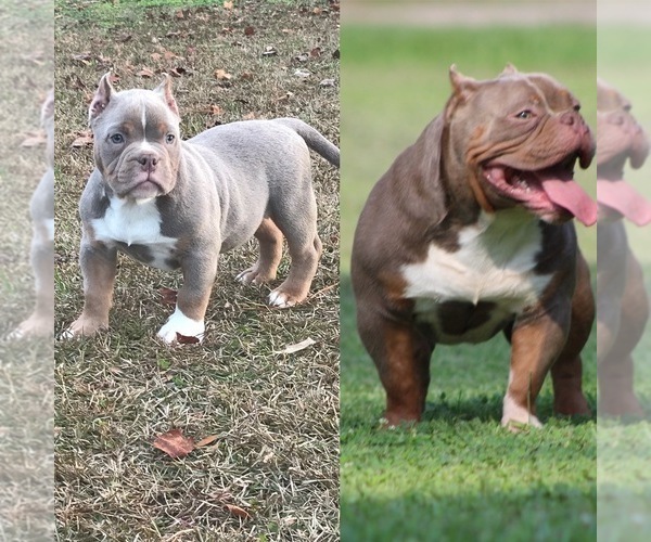 Medium Photo #10  Breeder Profile in MOUNT OLIVE, AL, USA