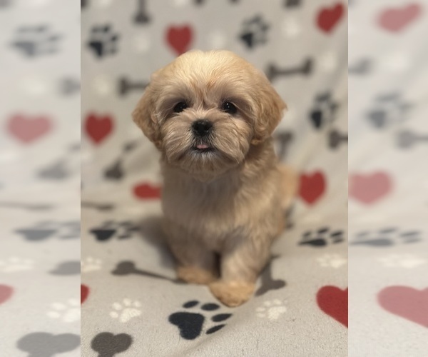 Medium Photo #9  Breeder Profile in LITHONIA, GA, USA