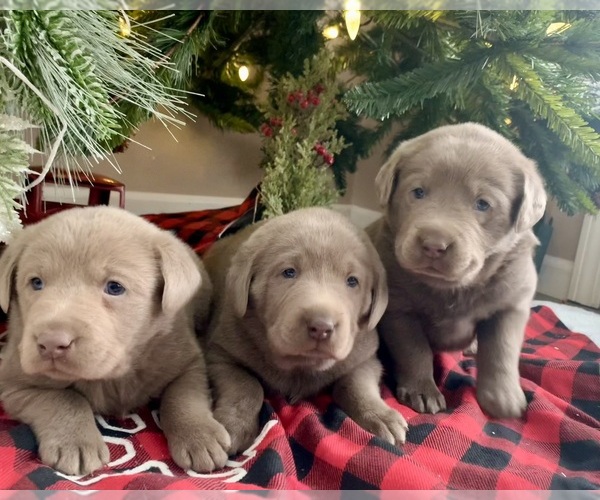 Medium Photo #21  Breeder Profile in ALBANY, MO, USA