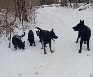 German Shepherd Dog Dog Breeder near MIDDLETOWN, CT, USA