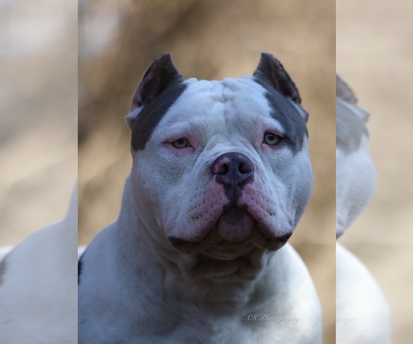 Medium Photo #6  Breeder Profile in URBANA, OH, USA