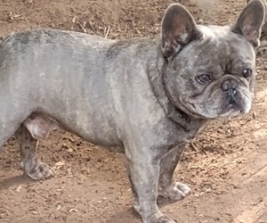 French Bulldog Dog Breeder near NEW WAVERLY, TX, USA