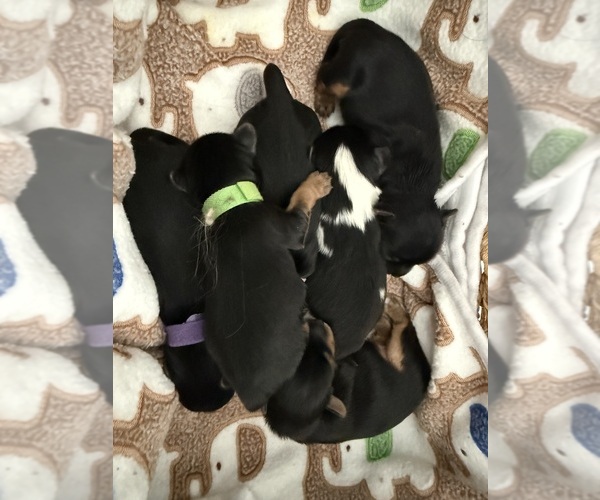 Medium Photo #7  Breeder Profile in MIDLAND, GA, USA