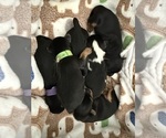 Small #6 Breeder Profile image