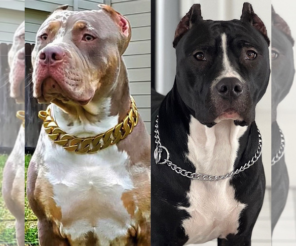 Medium Photo #1  Breeder Profile in BUFFALO, NY, USA