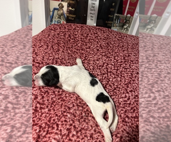 Medium Photo #11  Breeder Profile in DES MOINES, IA, USA