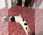 Small #10 Breeder Profile image