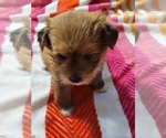 Small #41 Breeder Profile image