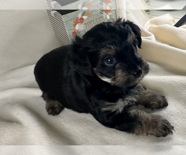 Medium Photo #24  Breeder Profile in ROCK HILL, SC, USA