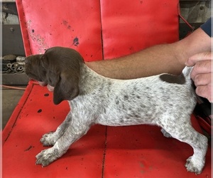 German Shorthaired Pointer Dog Breeder near ROCKFORD, IL, USA
