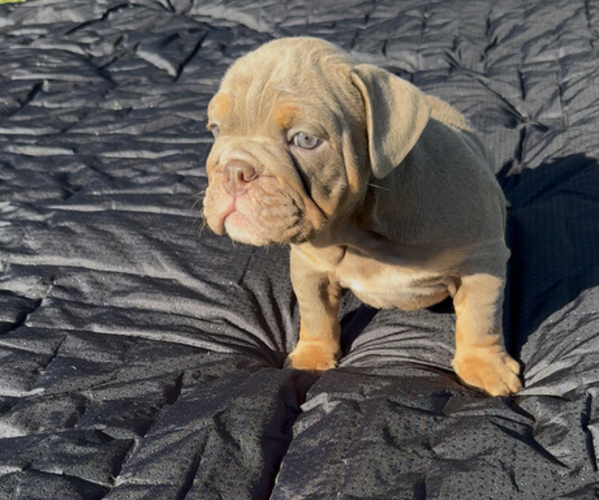 Medium Photo #7  Breeder Profile in PACE, FL, USA