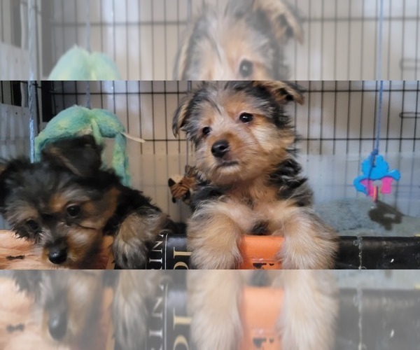 Medium Photo #164  Breeder Profile in AKRON, OH, USA