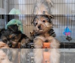 Small #163 Breeder Profile image