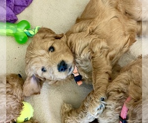 Goldendoodle (Miniature) Dog Breeder near SURPRISE, AZ, USA