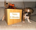 Small breeder photo